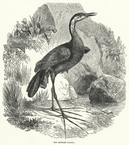 The African Jacana by English School