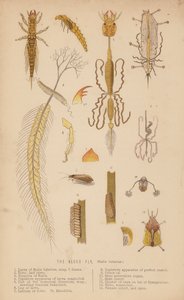 The Alder Fly, Sialis lutarius by English School