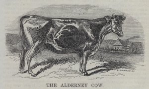The Alderney Cow (engraving) by English School