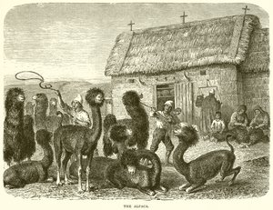 The Alpaca by English School
