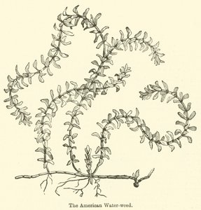 The American Water-Weed
