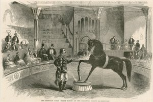 The American horse Black Eagle at the Alhambra Palace (Alhambra Theatre), Leicester Square, London by English School