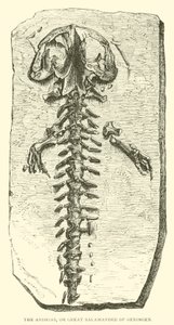 The Andrias, or Great Salamander of Oeningen by English School