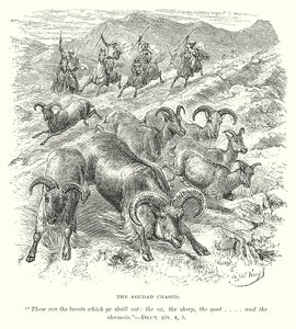 The Aoudad Chased