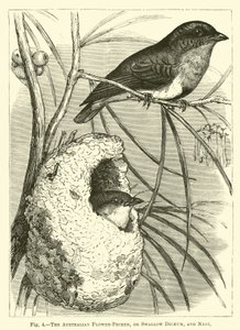 The Australian Flower-Pecker, or Swallow Dicaeum, and Nest by English School