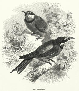 The Bee-Eater by English School