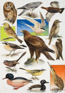 The Birds of Britain by English School