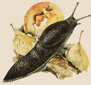 The Black Slug