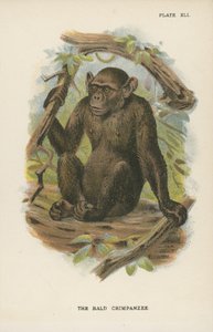 The Bald Chimpanzee by English School