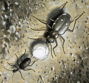 The Bombardier Beetle