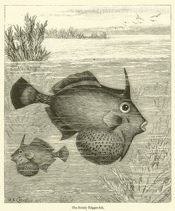 The Bristly Trigger-fish by English School