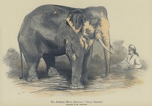 The Burmese White Elephant, "Toung Taloung", imported by Mr Barnum