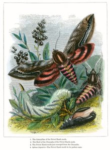 The Butterfly Vivarium by English School