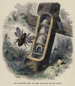 The Carpenter Bee, its Nest and Food for its Young