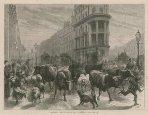 The Cattle Nuisance