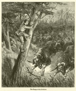 The Charge of the Buffaloes