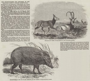 The Choiropotamus and Leucoryx, in the Zoological Society