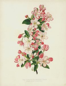 The Copious Flowered Crab by English School