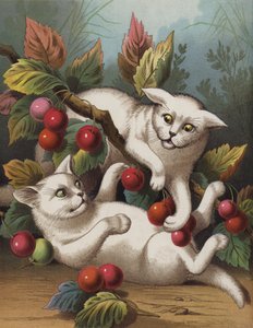 The Cross Kitten