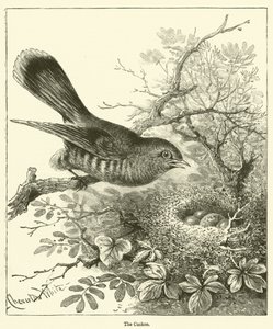 The Cuckoo by English School