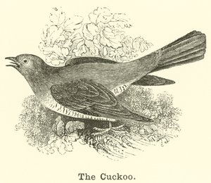 The Cuckoo by English School