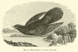 The Cuckoo, Cuculus canorus
