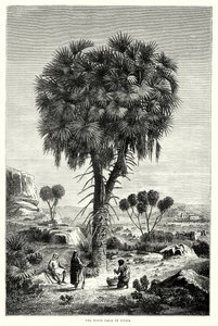 The Doum Palm in Nubia by English School
