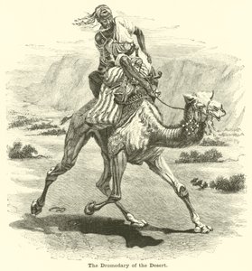 The Dromedary of the Desert by English School