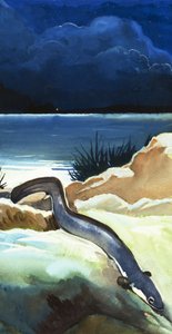 The Eel