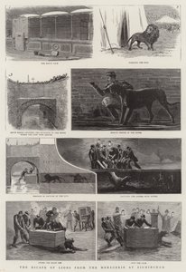 The Escape of Lions from the Menagerie at Birmingham by English School