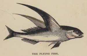 The Flying Fish by English School