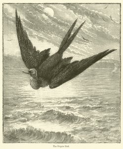 The Frigate Bird