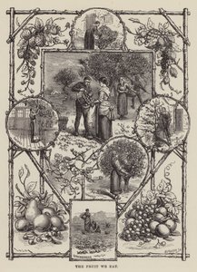 The Fruit We Eat by English School