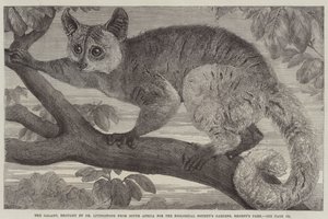 The Galago, brought by Dr Livingstone from South Africa for the Zoological Society