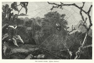 The Garden Spider, Epeira diadema by English School