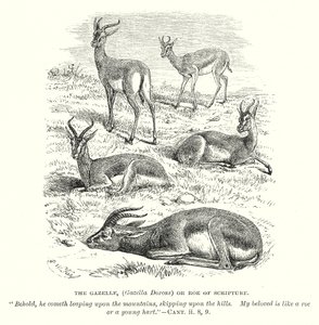 The Gazelle (Gazella Dorcas) or Roe of Scripture