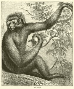 The Gibbon by English School