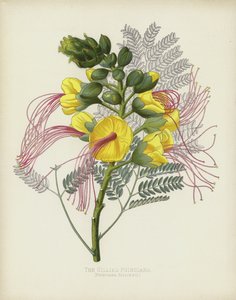 The Gillies Poinciana by English School