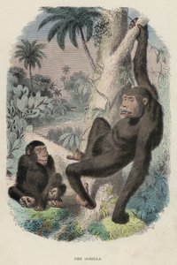The Gorilla by English School
