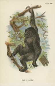 The Gorilla by English School