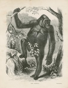The Gorilla, frontispiece for Explorations and Adventures in Equatorial Africa by Paul B. du Chaillu