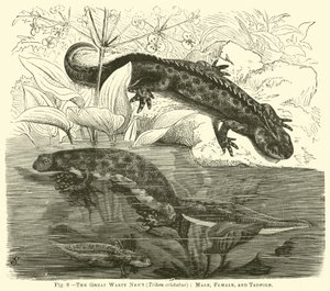 The Great Warty Newt (Triton cristatus), Male, Female, and Tadpole