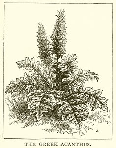 The Greek Acanthus by English School