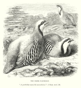 The Greek Partridge by English School