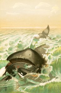 The Greenland Whale by English School
