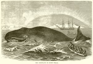 The Greenland or Right Whale by English School