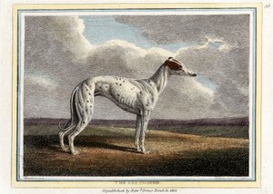 The Greyhound by English School