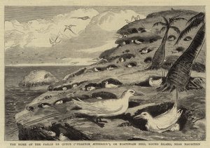 The Home of the Paille en Queue ("Phaeton Aetherius"), or Boatswain Bird, Round Island, Near Mauritius