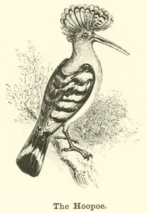 The Hoopoe by English School