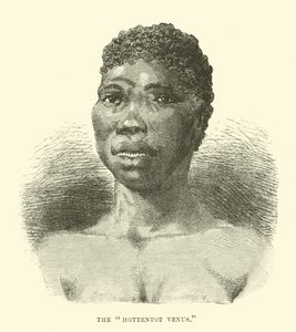The Hottentot Venus by English School